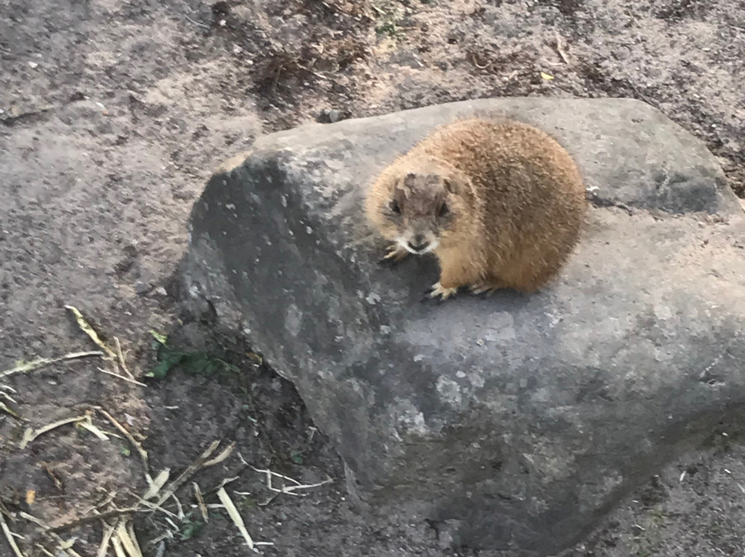 Korkeasaari Zoo-赫尔辛基必去景点