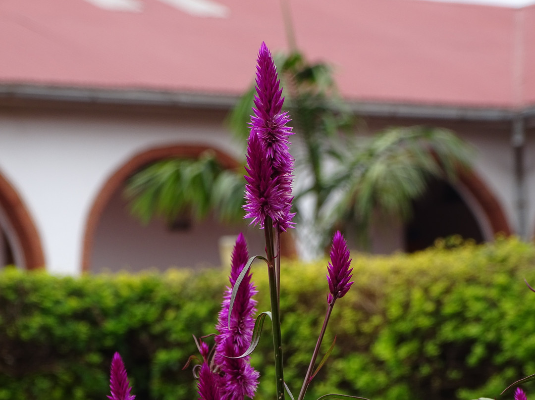 Stc Safari Lodge主图