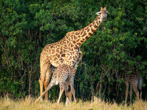 Cathie Tour Guide Uganda-恩德培必去景点