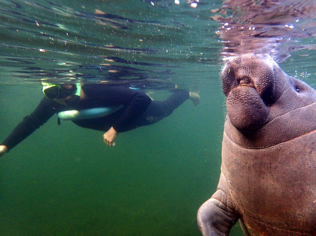 Manatee Fun ﻿﻿Tours-克里斯特尔里弗必去景点