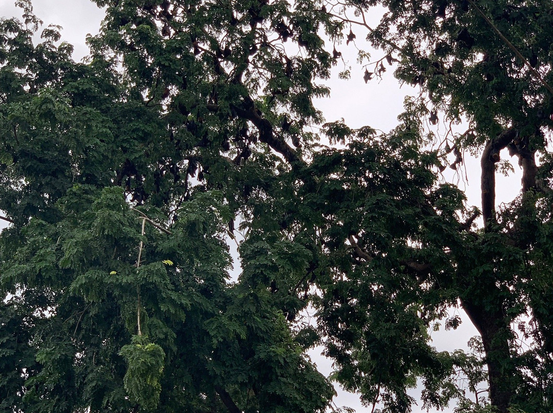 January Battambang Tour-马德望必去景点
