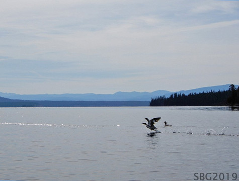 OARS Yellowstone Tours景点图片