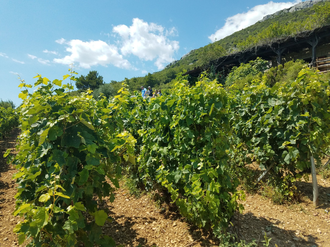 Bedalov Winery景点图片