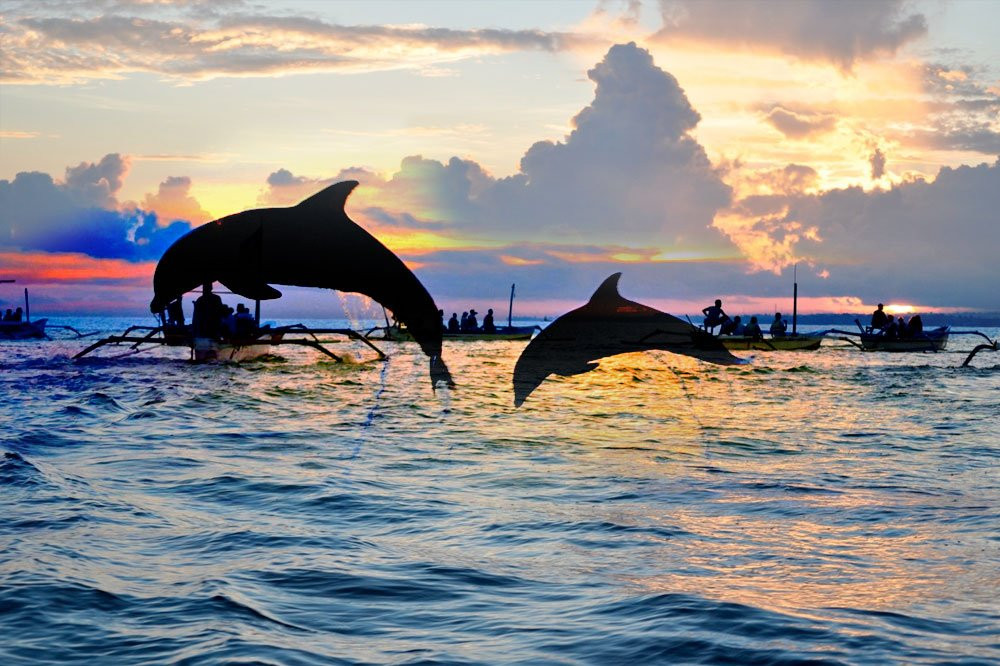 Bali Dolphin Watching Tour-登巴萨必去景点