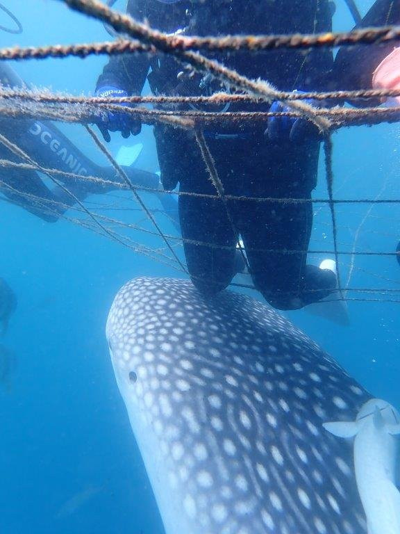 Toya Fishing Port景点图片