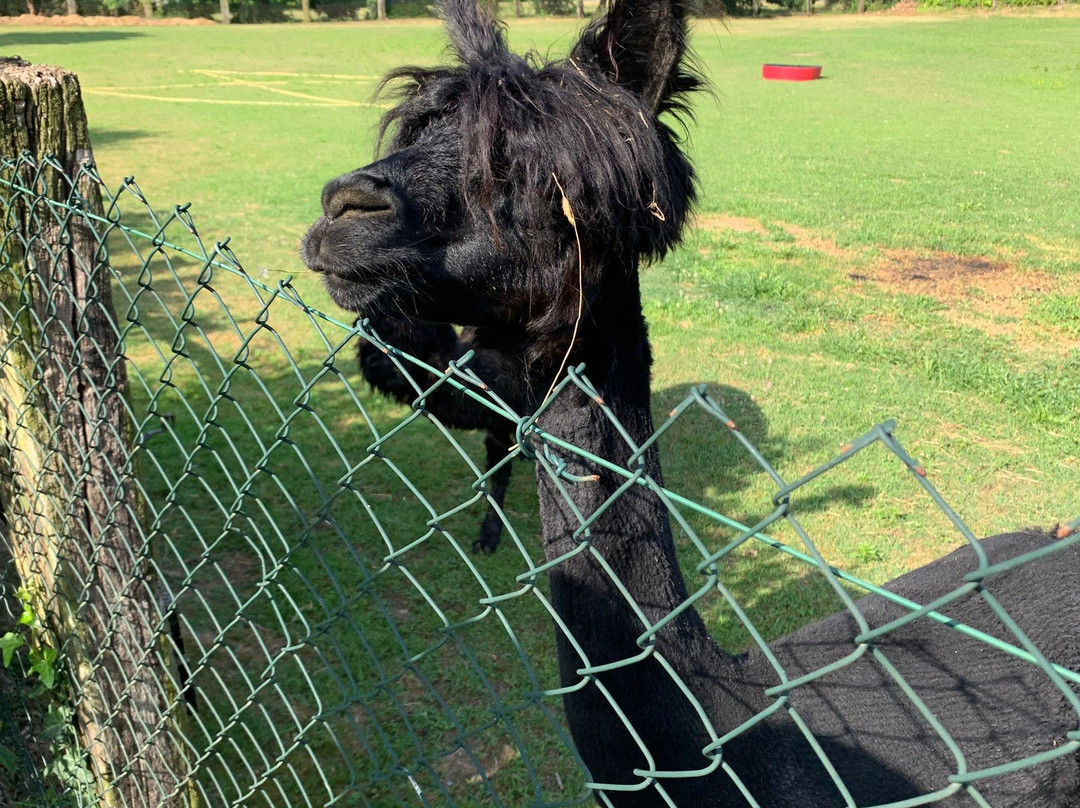 La Riva degli Alpaca主图
