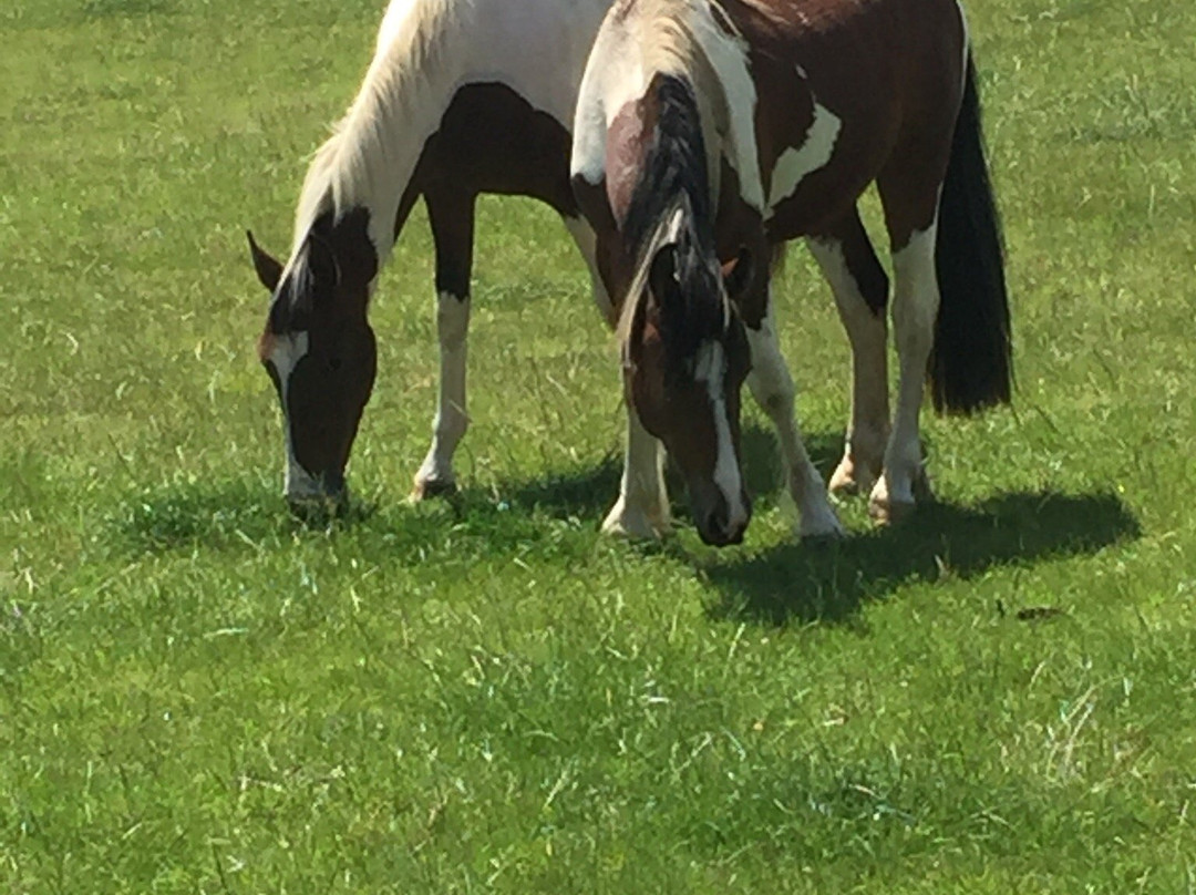 World Horse Welfare - Glenda Spooner Farm-Somerton必去景点