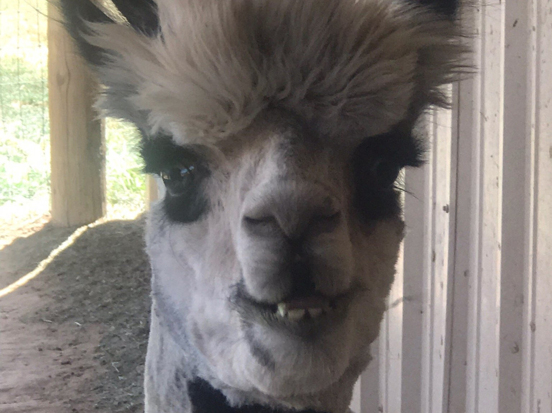 Hollywick Farms-Sandia Park必去景点