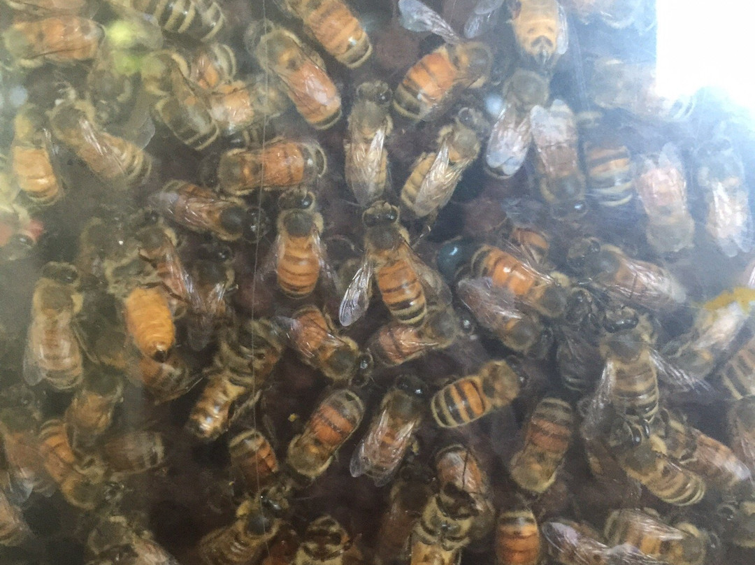 Big Island Bees-库克船长必去景点