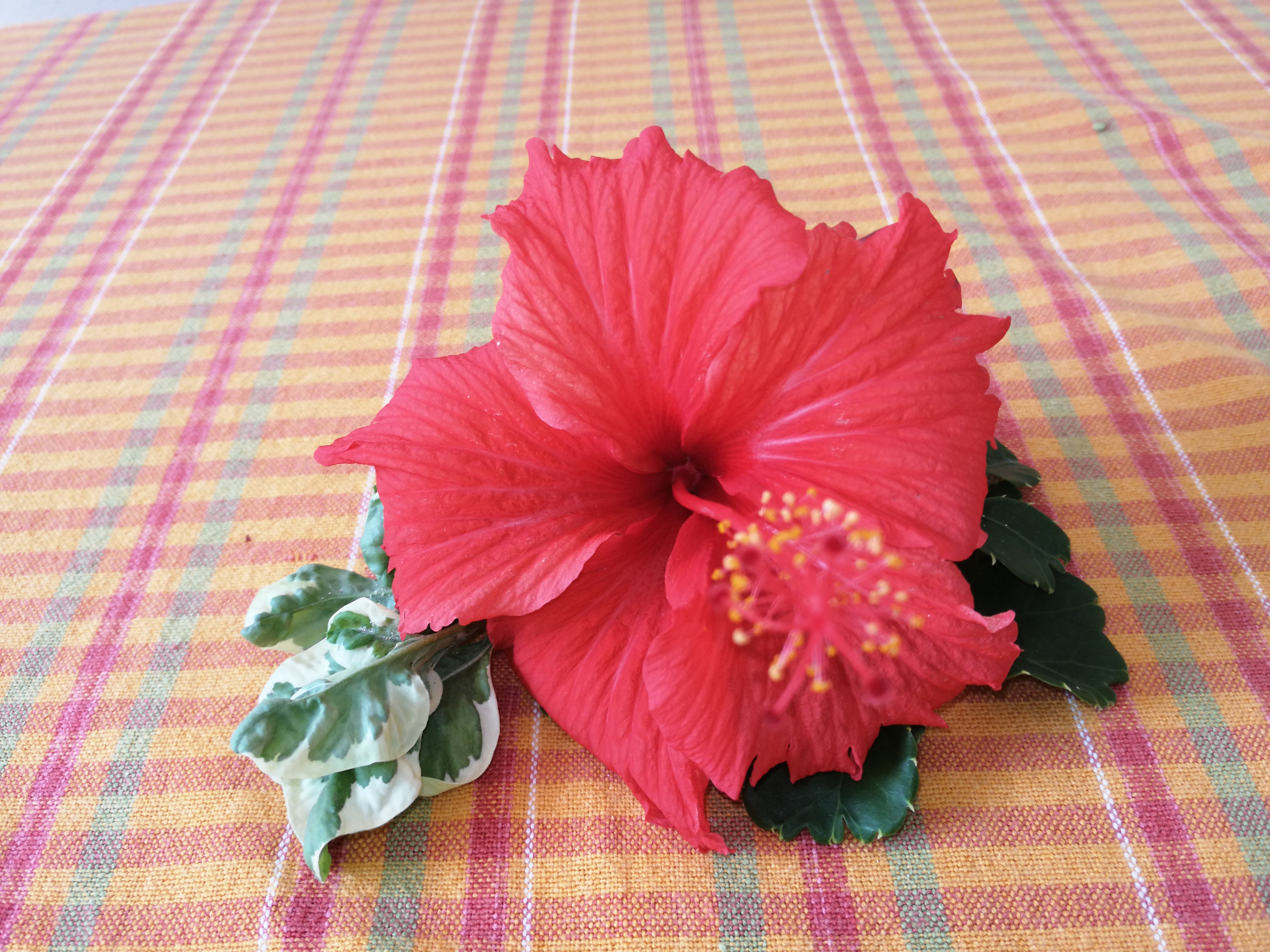 Pension Hibiscus-餐饮