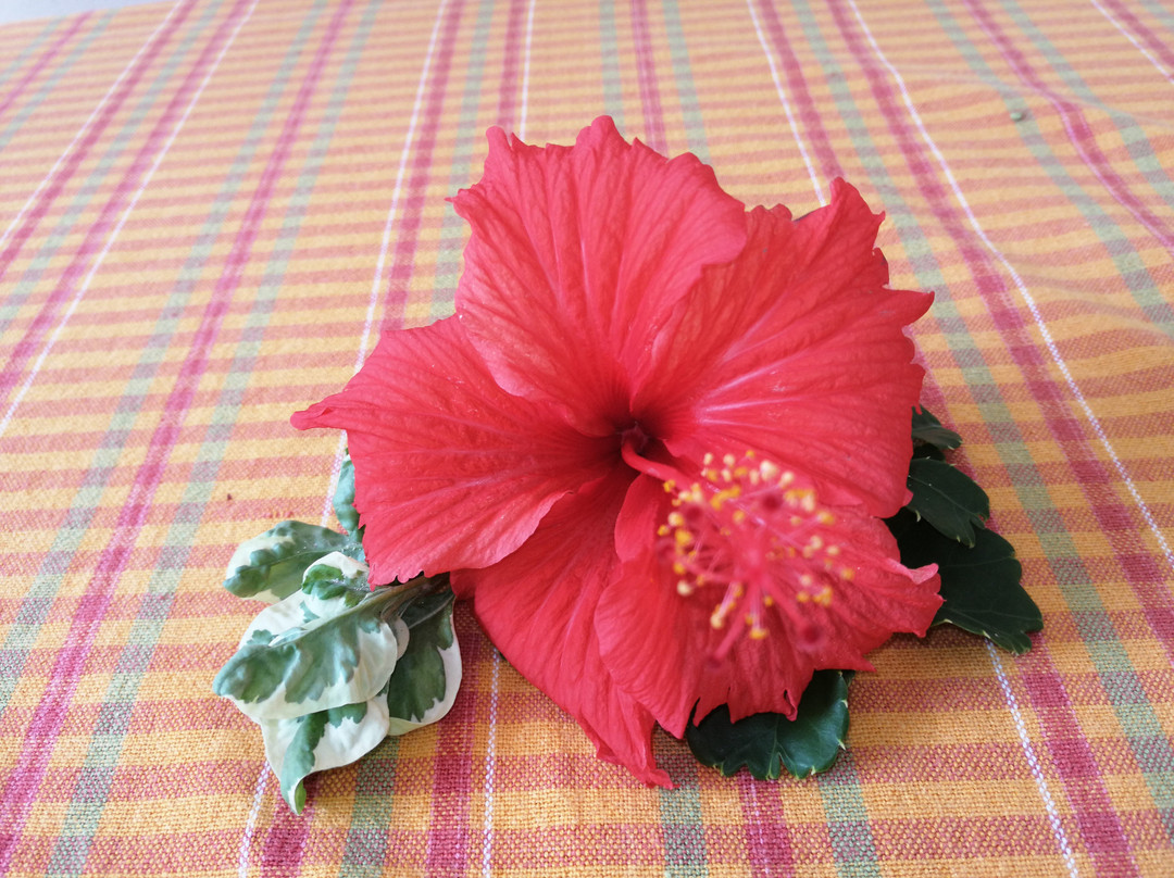 Pension Hibiscus主图