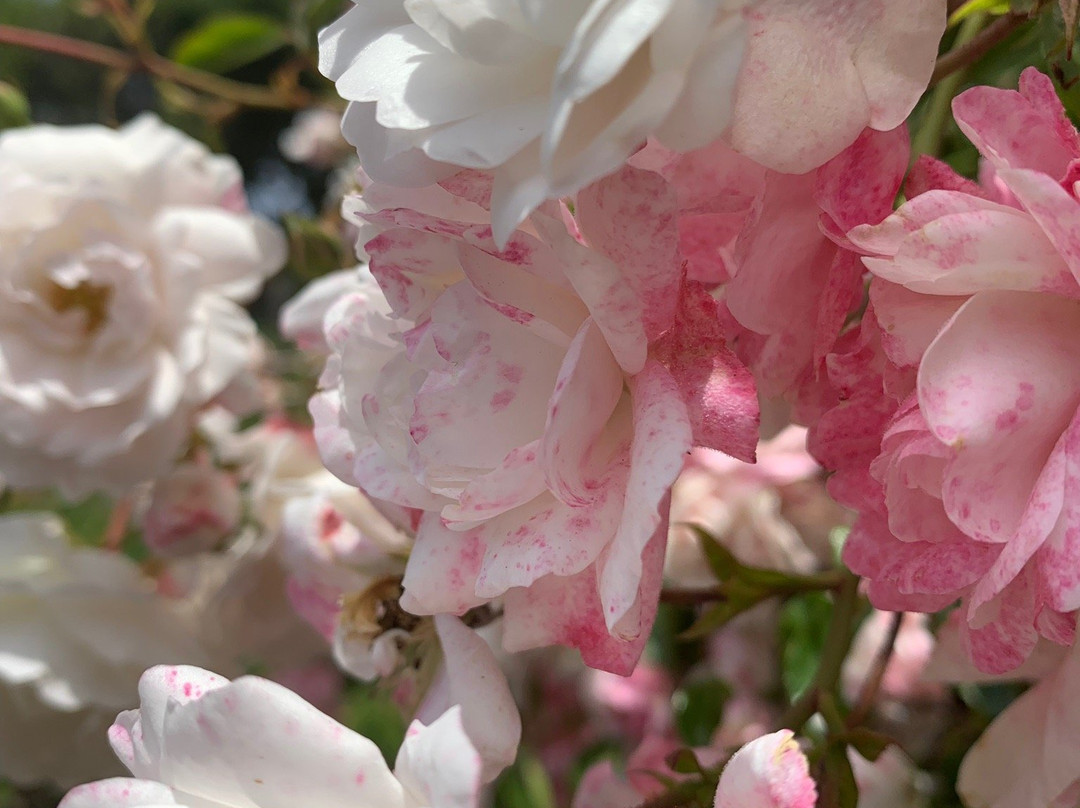 Berkeley Municipal Rose Garden-伯克利必去景点