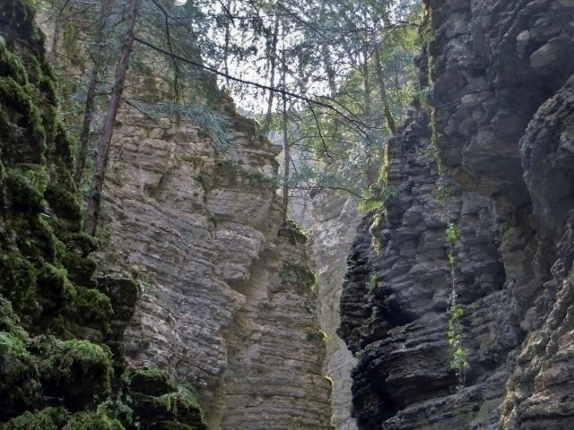 Forre del Torrente Ardo-贝卢诺必去景点