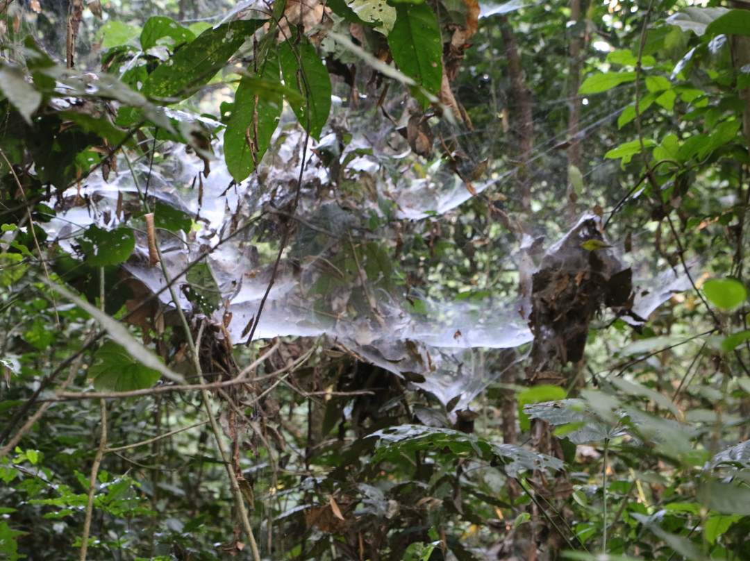 Budongo Forest景点图片