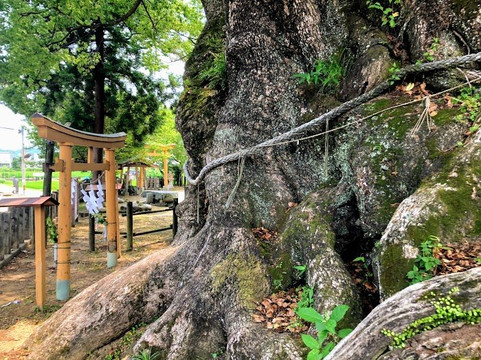 Suga Shrine-须崎市必去景点