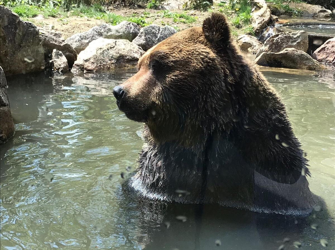 Bear Mountain Sahoro景点图片