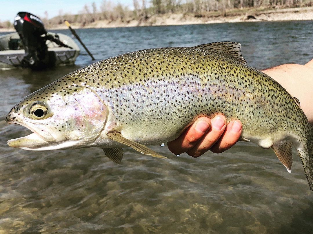 Kootenay Fly Shop & Guiding Company-弗尼必去景点