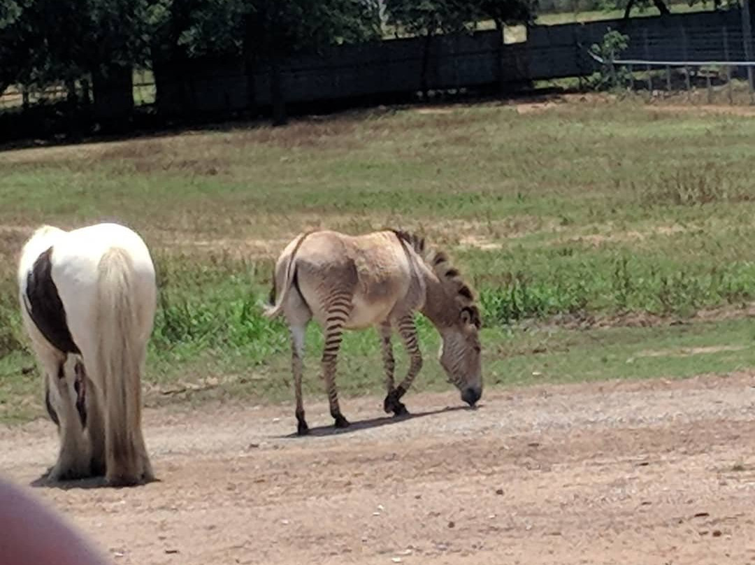Sharkarosa Wildlife Ranch-Pilot Point必去景点