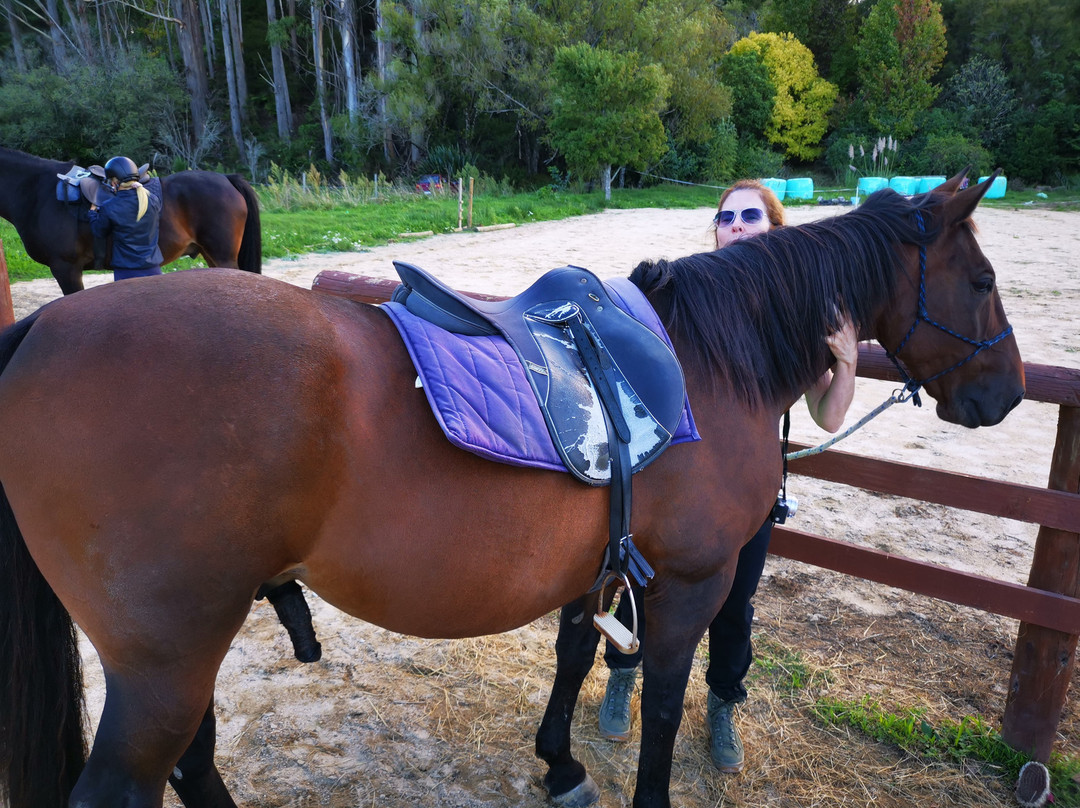 Abel Tasman Horse Trekking-玛拉豪必去景点