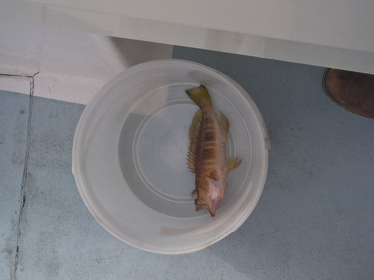 Madeira Sport Fishing-沙尔必去景点