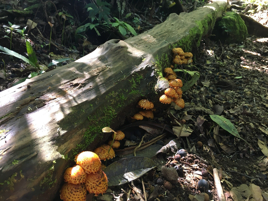 Dewa Trekking-Sembalun Lawang必去景点