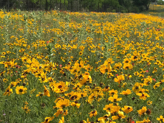 Bluebonnet Trail-Llano必去景点