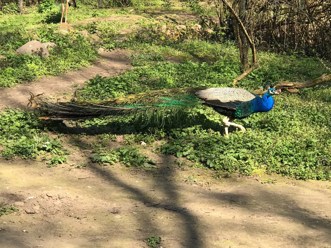 Zoologischer Garten Magdeburg景点图片