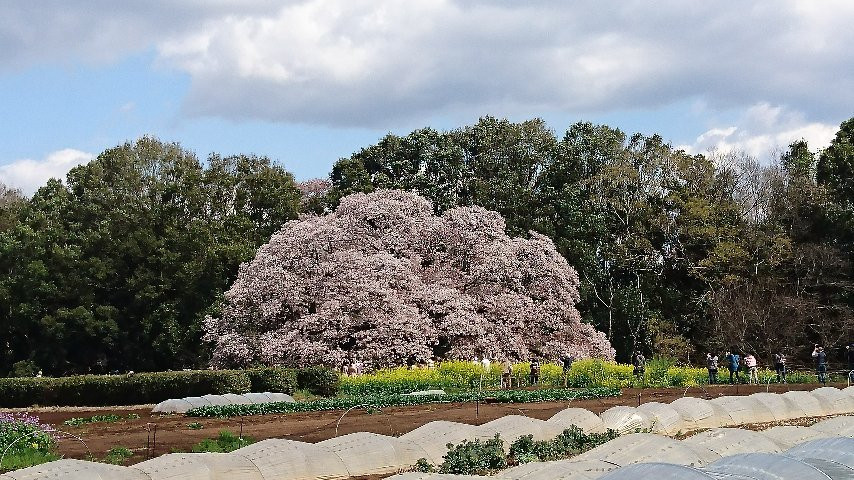 Yoshitaka no Ozakura-印西市必去景点