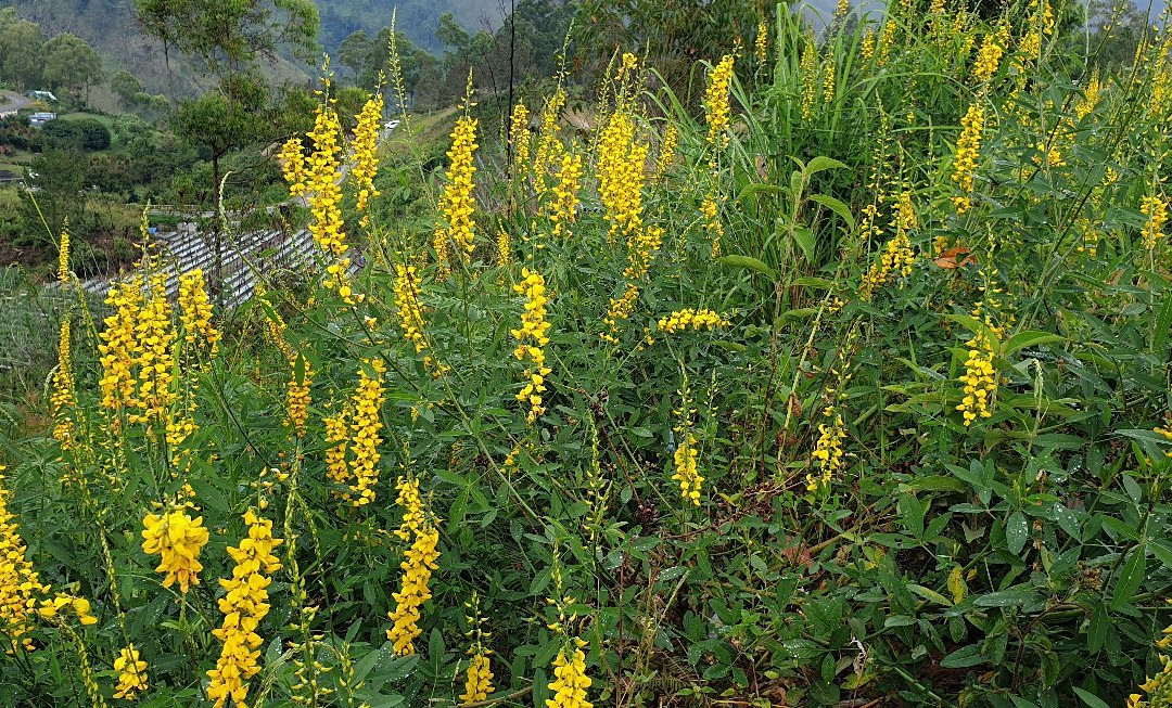 Bukit Gajah Bobok景点图片