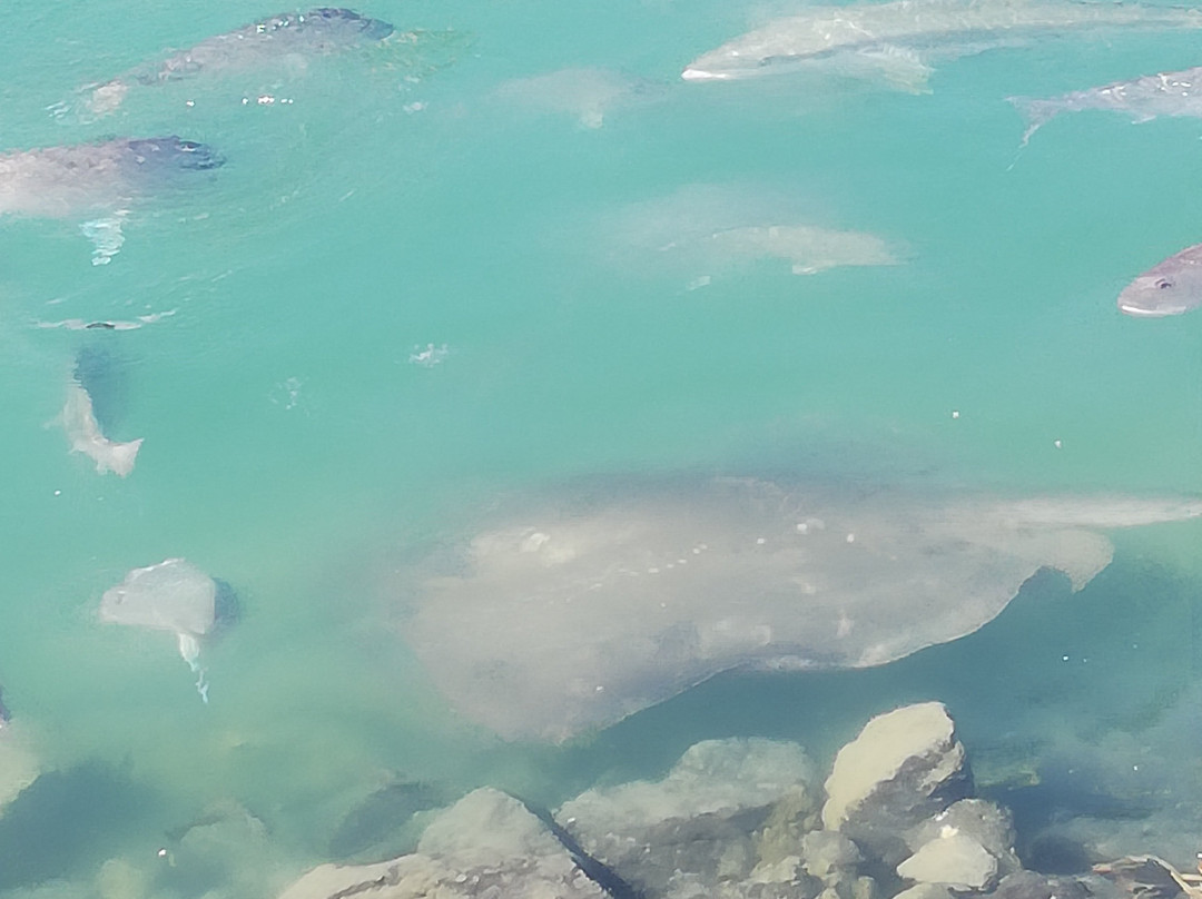 Gulf Harbour Marina-旺阿帕劳阿必去景点