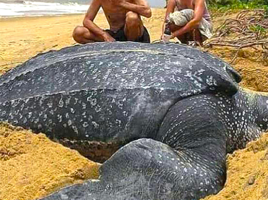 Osing Vacation-巴纽旺宣必去景点