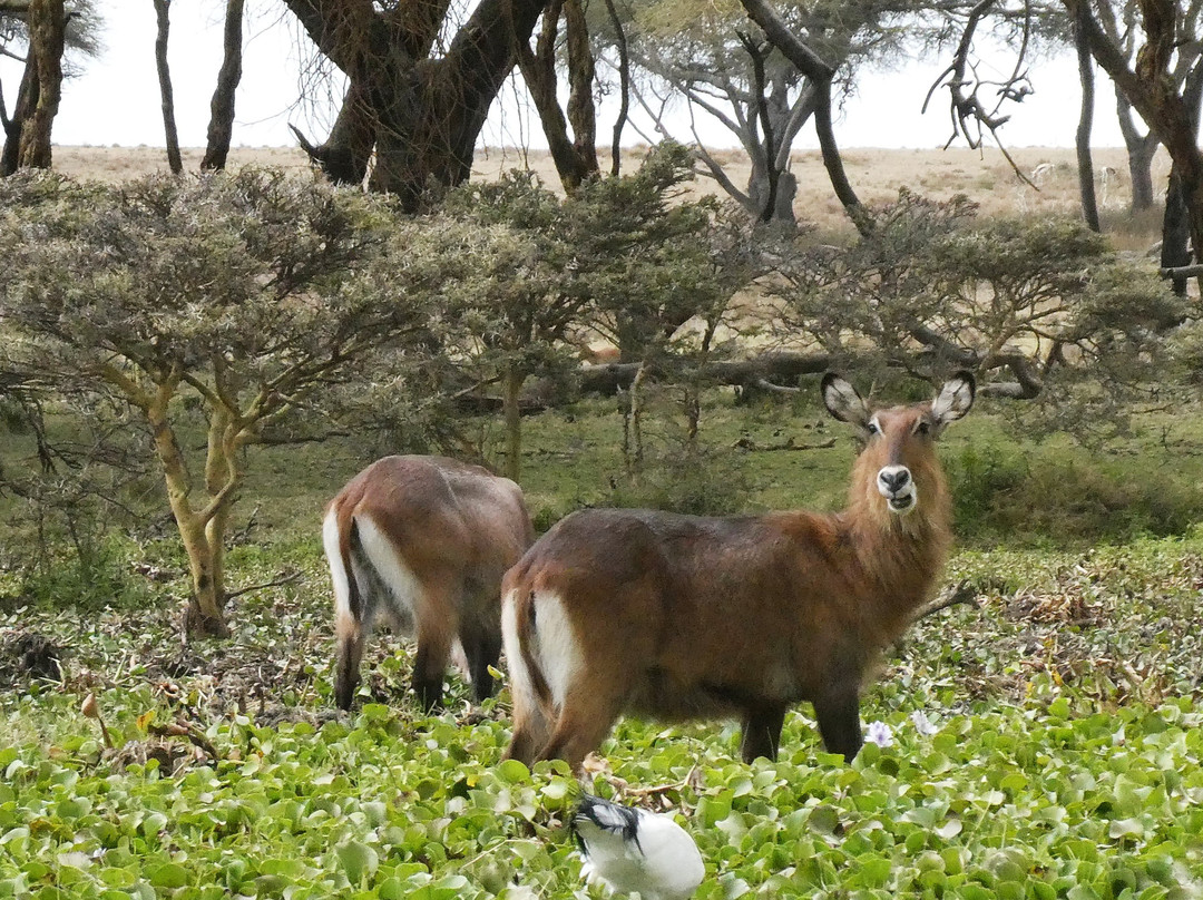 Baboons & Vervits-纳库鲁湖国家公园必去景点
