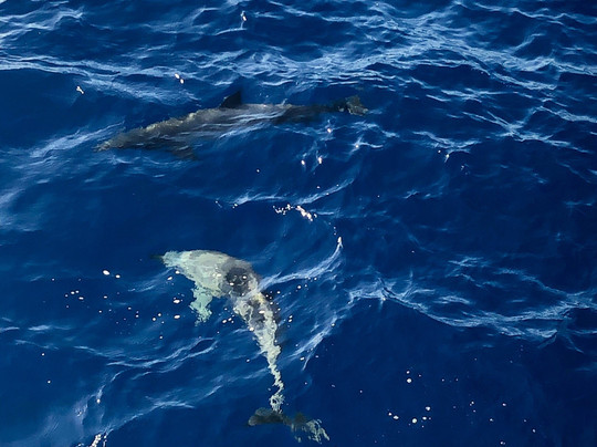 Kona Adventure Tours-凯鲁瓦-柯纳必去景点