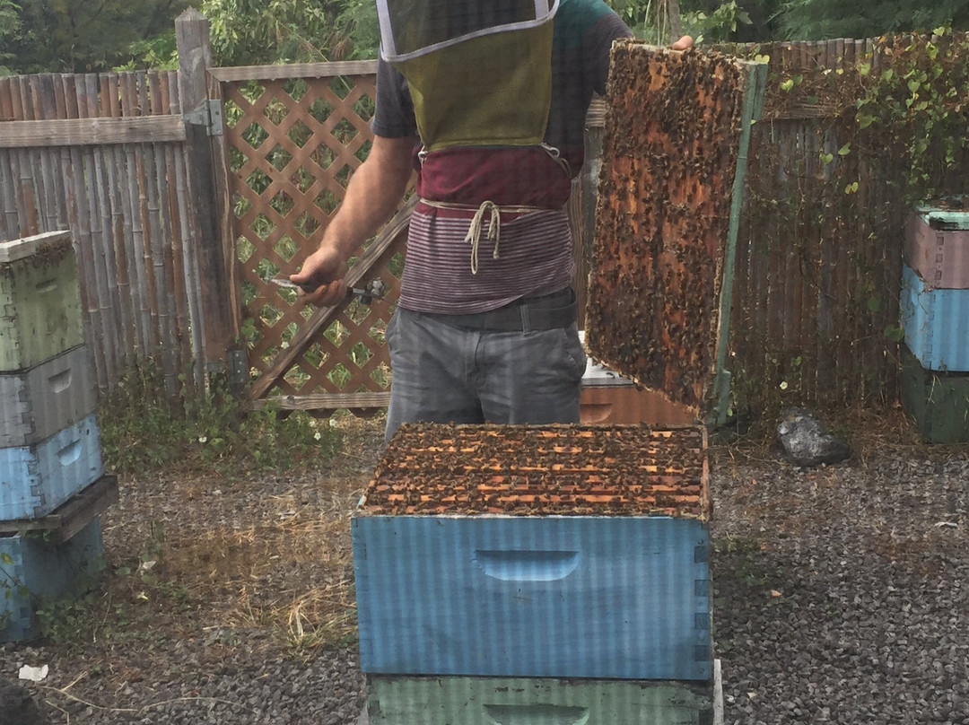 Big Island Bees-库克船长必去景点