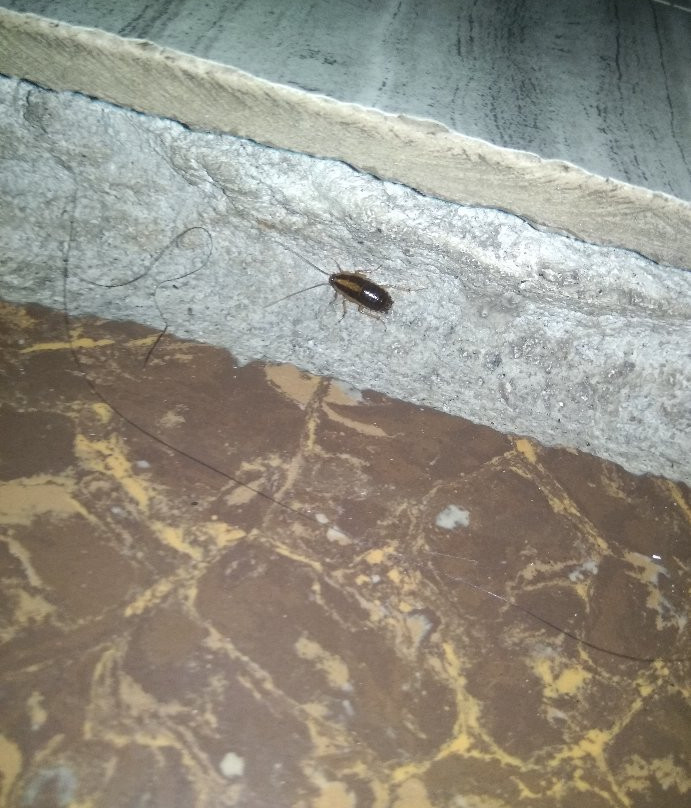 Zanrock Micro Hotel and Orlando's Resto Bar主图