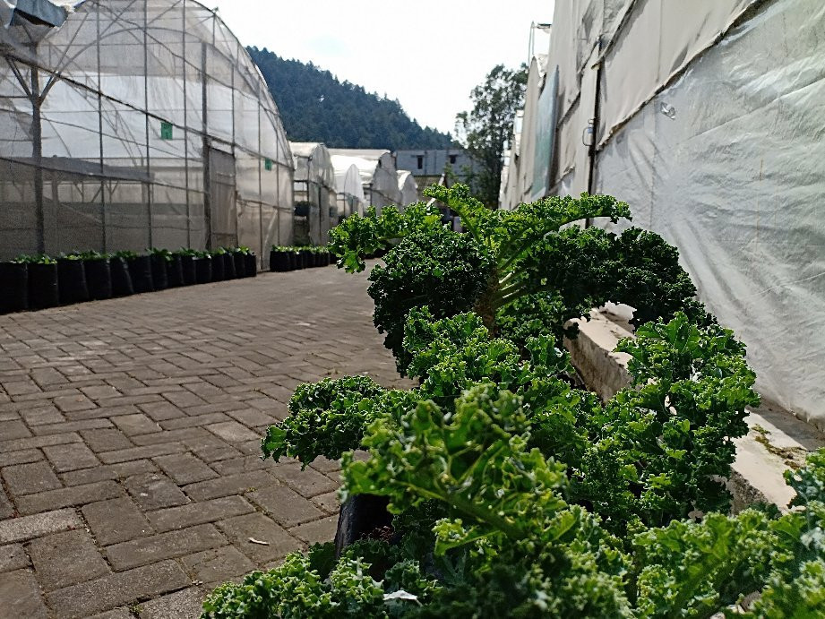 Kusuma Agro Wisata景点图片