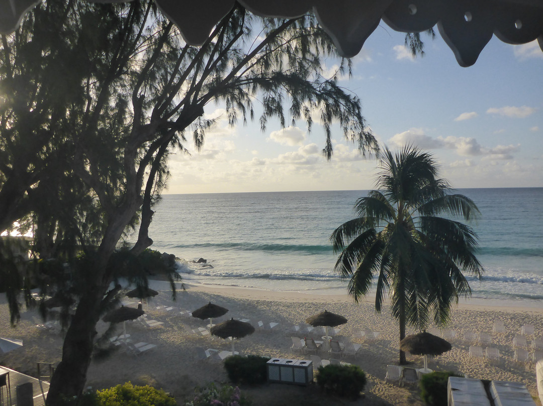 Bougainvillea Barbados主图