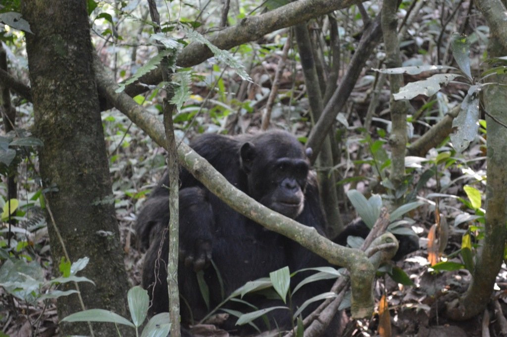 Kisoro Tours Uganda景点图片