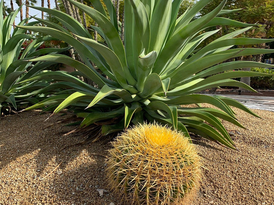 棕榈泉戴斯酒店主图