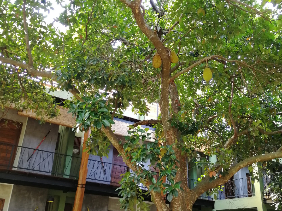 Royal Tusker Udawalawa主图