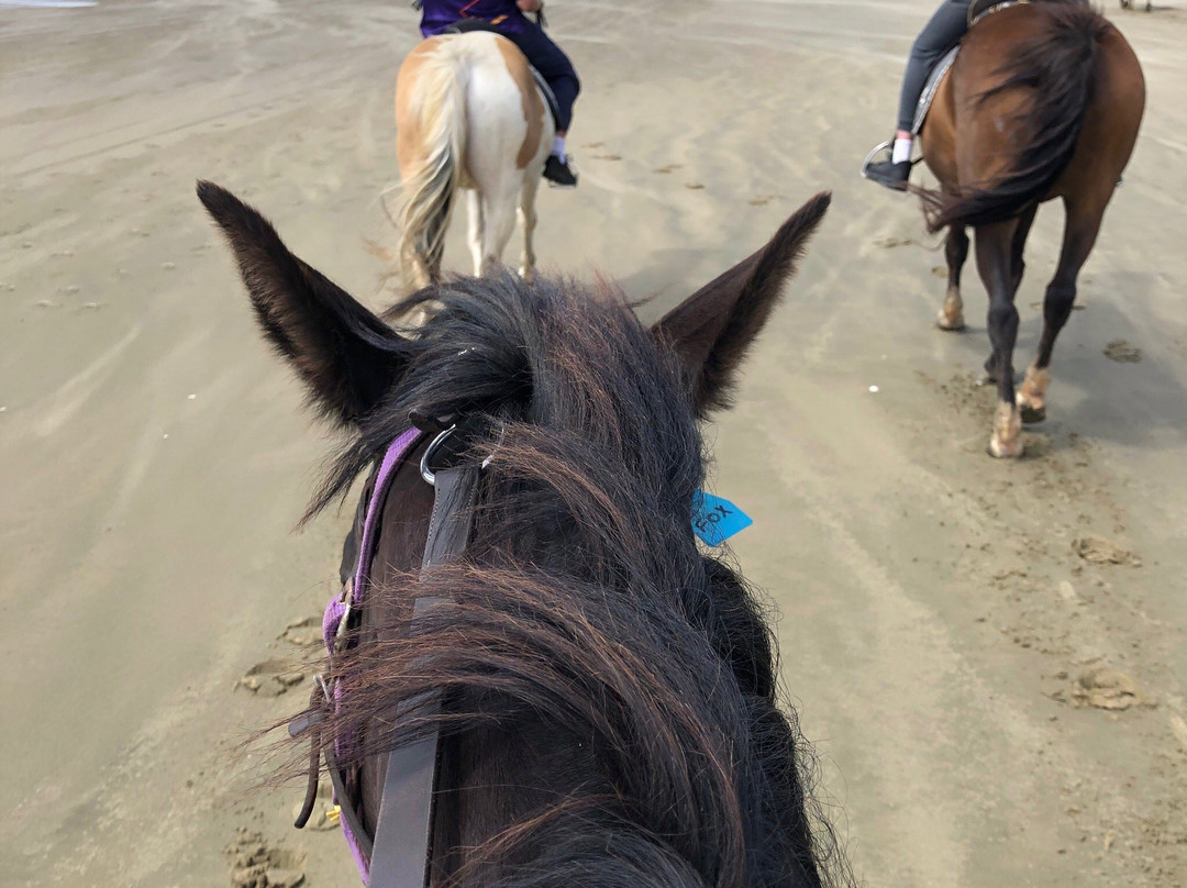 Ahipara Horse Treks-Ahipara必去景点