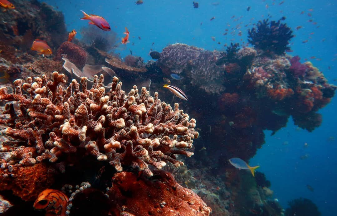 Soul Scuba Divers-Kri Island必去景点