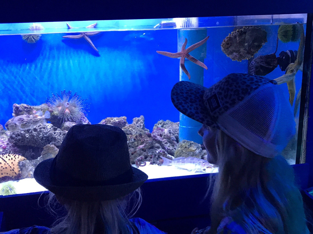 Acuario Mundo Hippocampus-Organos必去景点