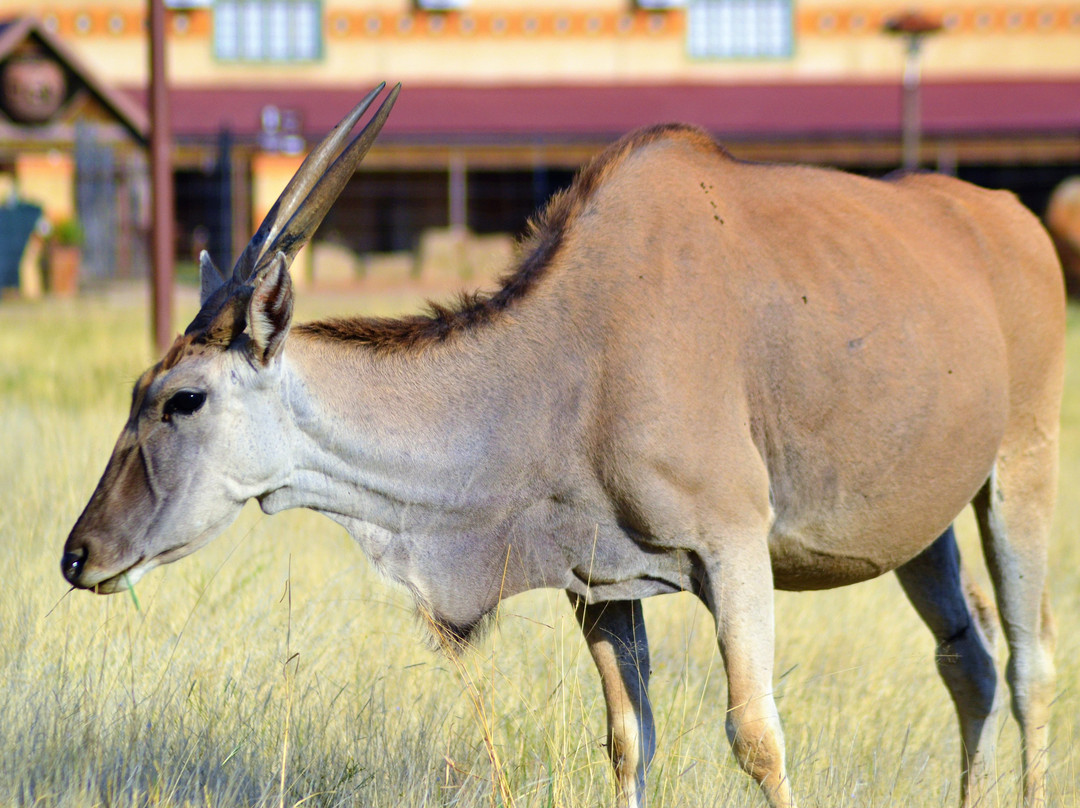 Emoya Basotho Lodge & Spa主图