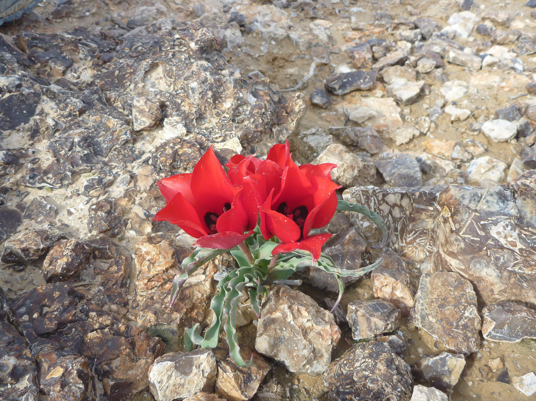 Negev4you-Midreshet Ben-Gurion必去景点