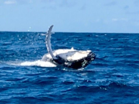 Tweed Gold Coast Dive Charters-堤维德岬必去景点