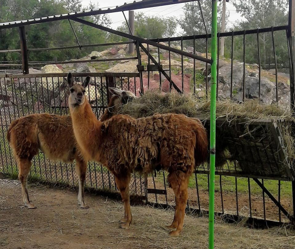 Karaganda State Zoo-加拉干达必去景点