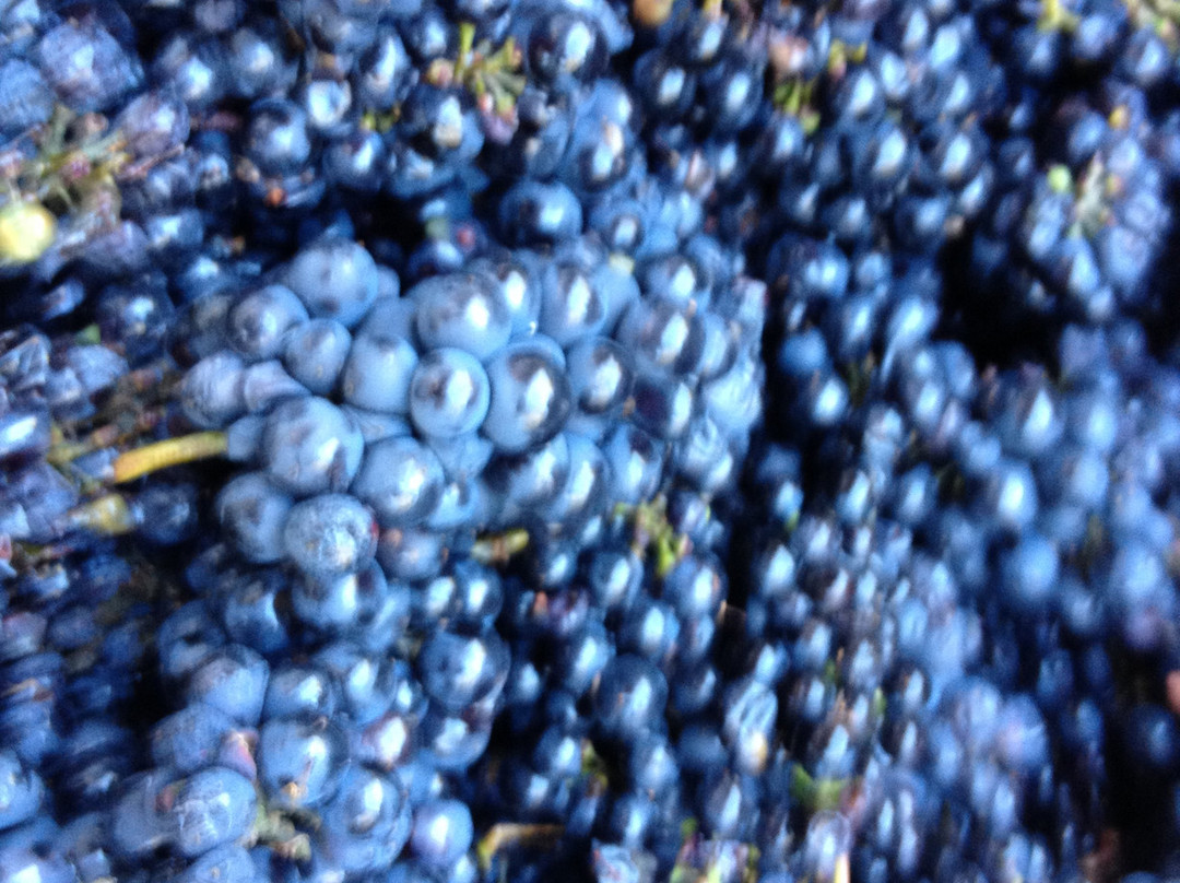 Monarch Grove Winery景点图片