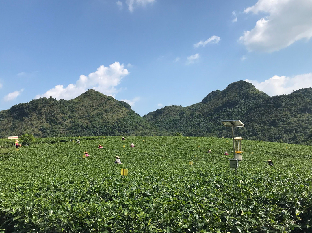 英德茶叶世界-英德市必去景点