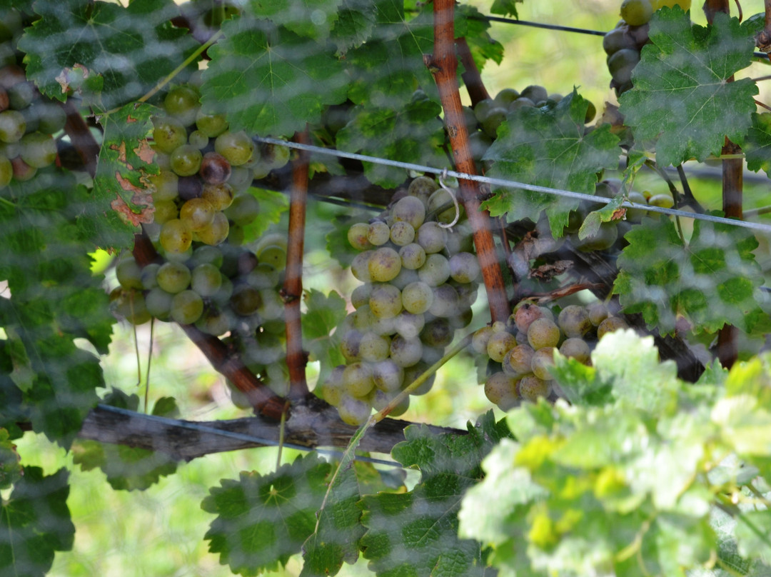 Brightwater Vineyards-尼尔森必去景点